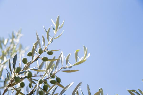 Dei rami di un olivo con alcune olive.