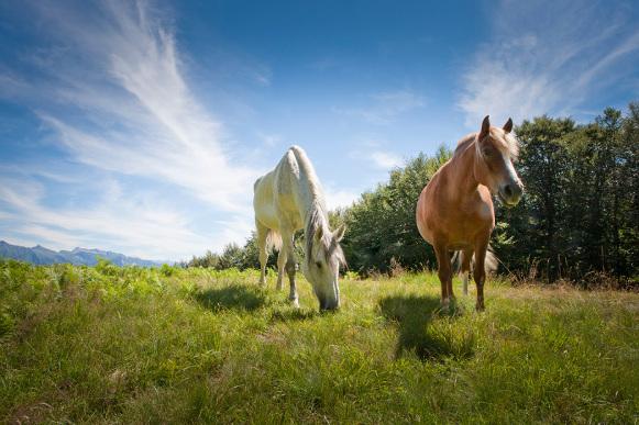 Due cavalli nel Parco Nazionale Locarnese